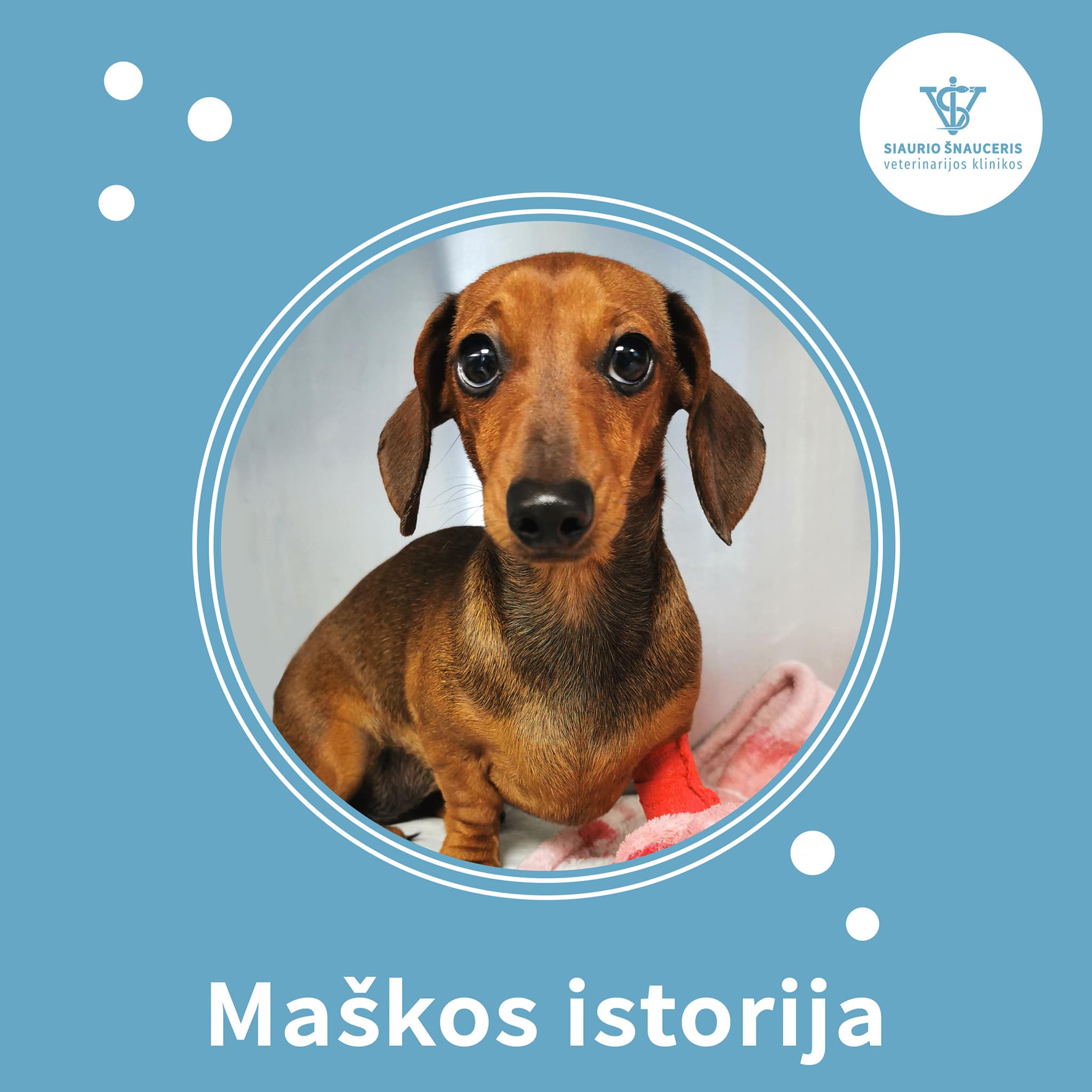 Maškos istorija: Apsinuodijimo žiurkėmis istorija