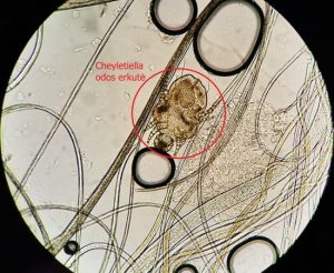 Cheyletiella odos skutmenos