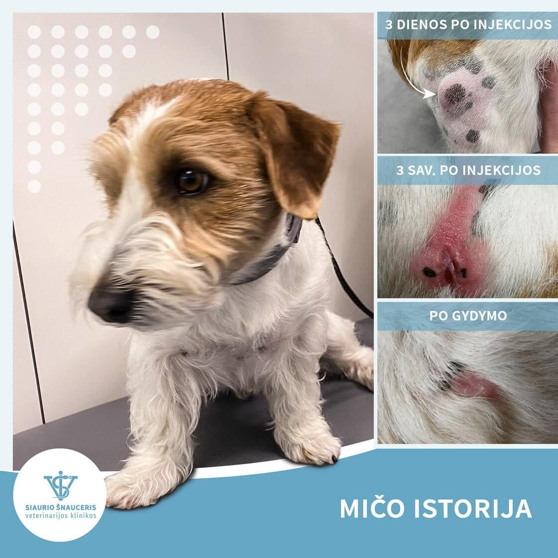 Mičo istorija – mastocitomos gydymas