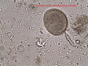 Toxocara canis