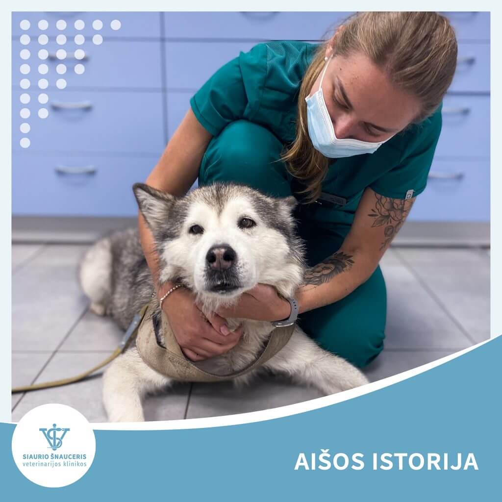 Aišos istorija – insultas