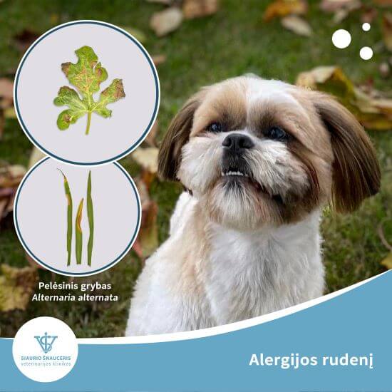 Alergijos rudenį