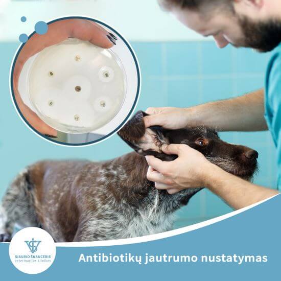 Antibiotikų jautrumo nustatymas