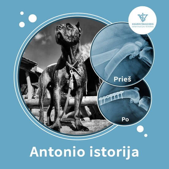 Antonio istorija