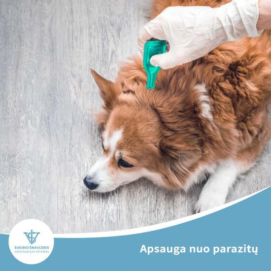 Apsauga nuo parazitų