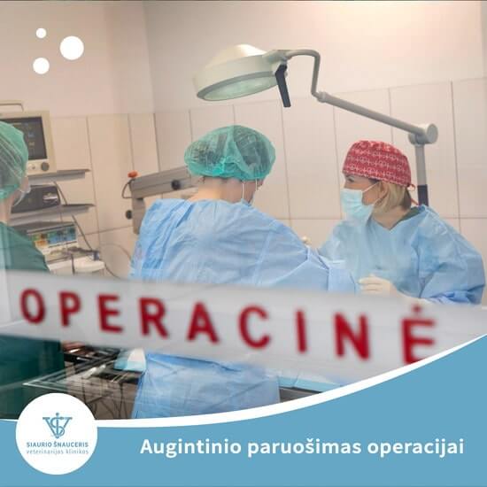 Augintinio paruošimas operacijai