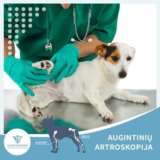Augintinių artroskopija