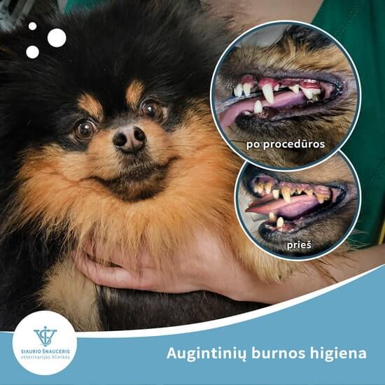 Augintinių burnos higiena