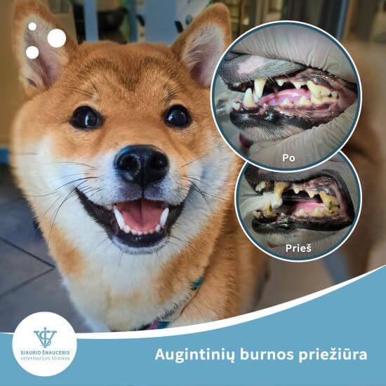 Augintinių burnos priežiūra