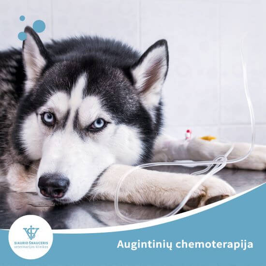 Augintinių chemoterapija
