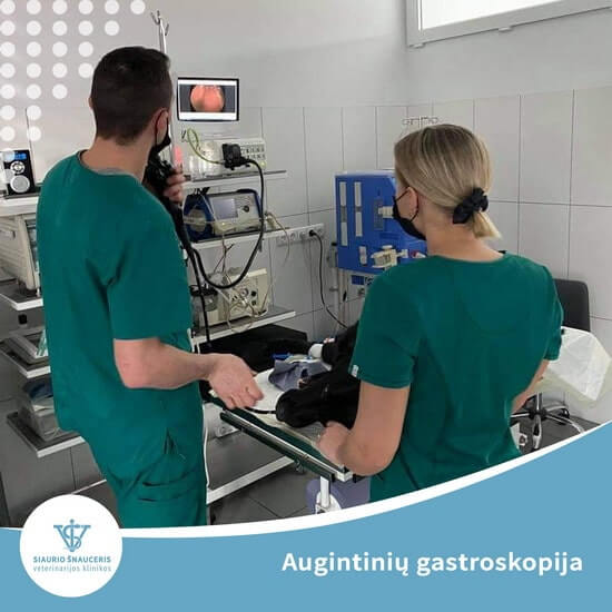 Augintinių gastroskopija