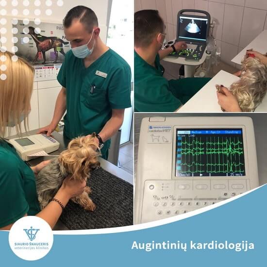 Augintinių kardiologija