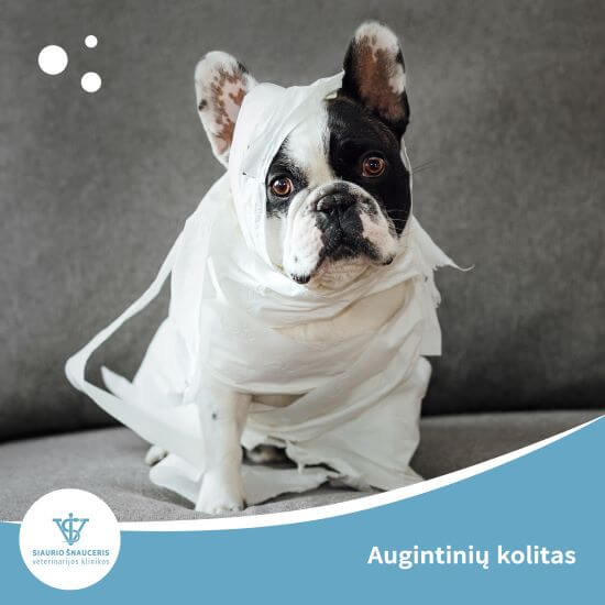 Augintinių kolitas