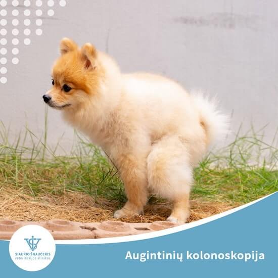 Augintinių kolonoskopija