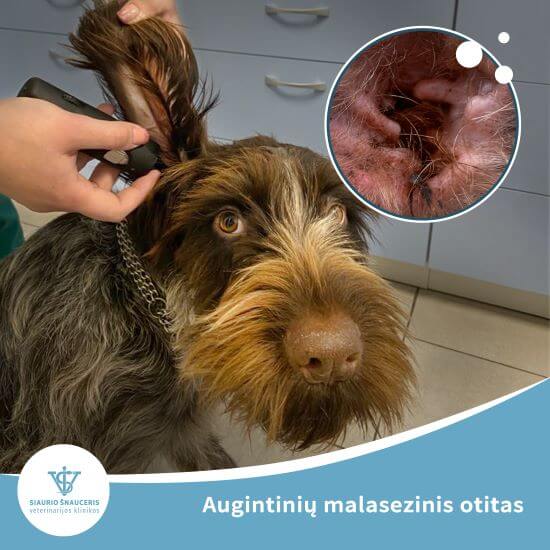 Augintinių malasezinis otitas