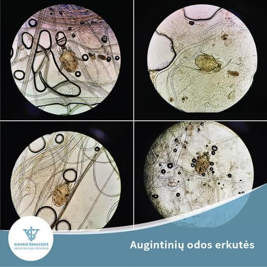 Augintinių odos erkutės