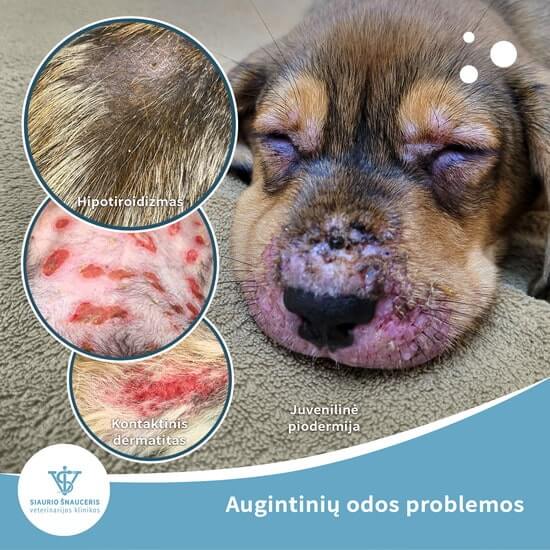 Augintinių odos problemos