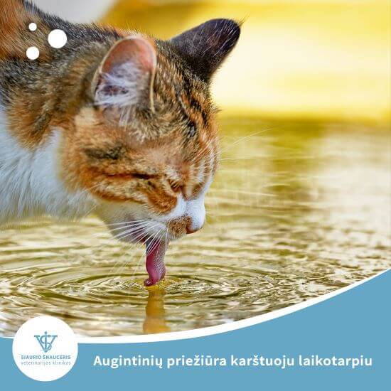 Augintinių priežiūra karštuoju laikotarpiu