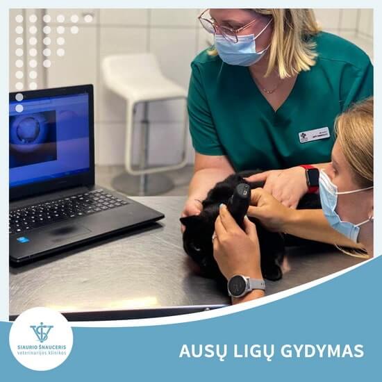 Ausų ligų gydymas