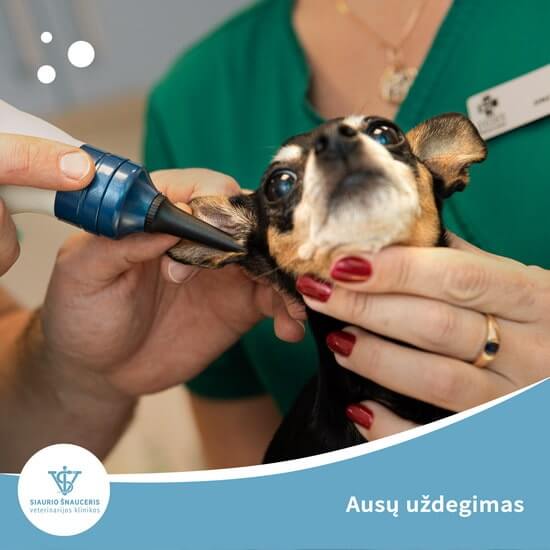 Ausų uždegimas