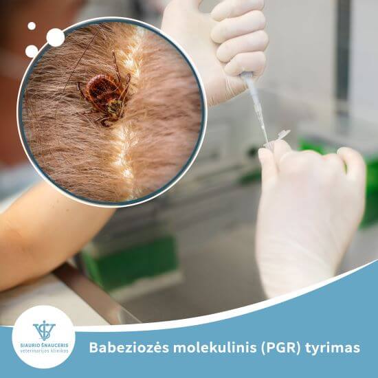 Babeziozės molekulinis PGR tyrimas