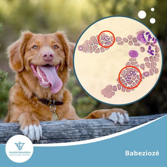 Babeziozė