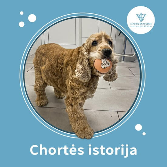 Chortės istorija