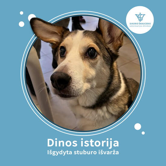 Dinos istorija
