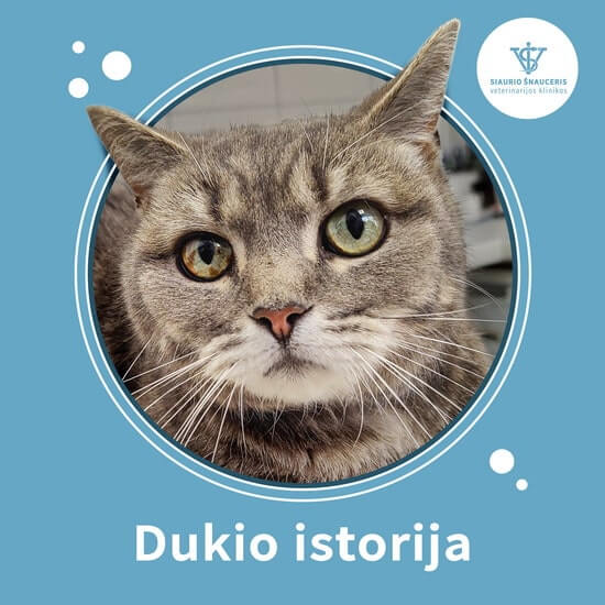 Dukio istorija