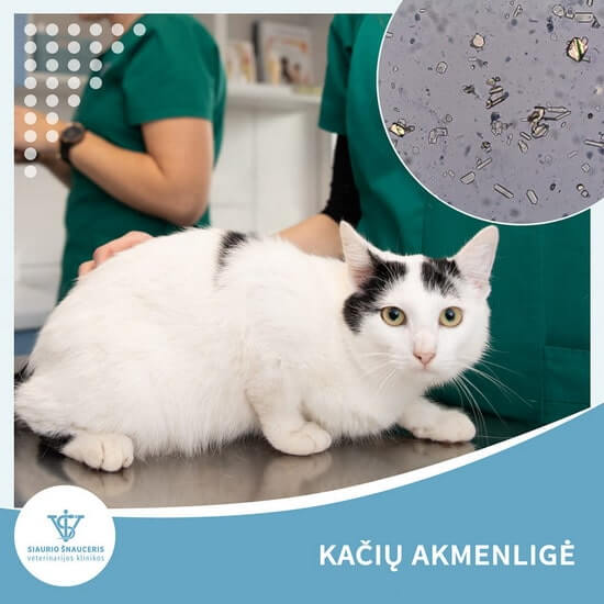 Kačių akmenligė