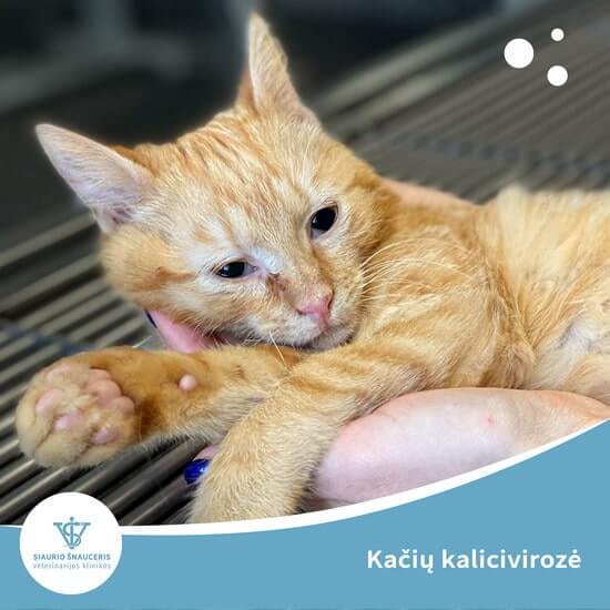 Kačių kalicivirozė