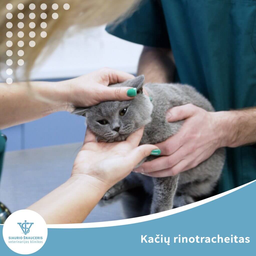 Kačių rinotracheitas