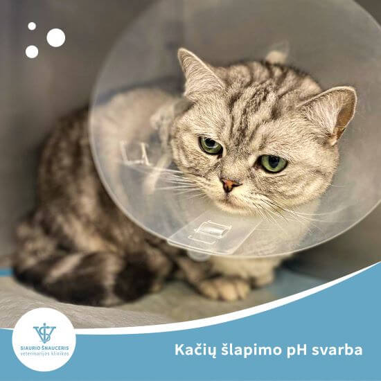 Kačių šlapimo pH svarba