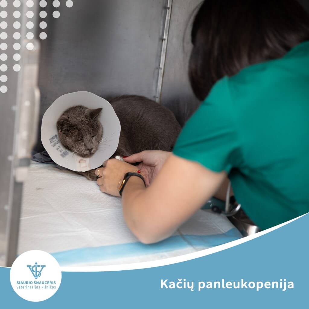 Kačių panleukopenija
