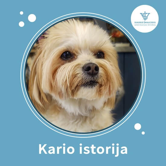 Kario istorija