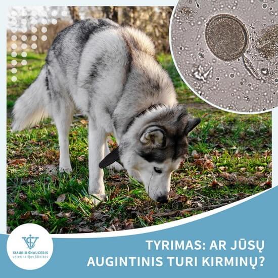 Ar Jūsų augintinis turi kirminų?