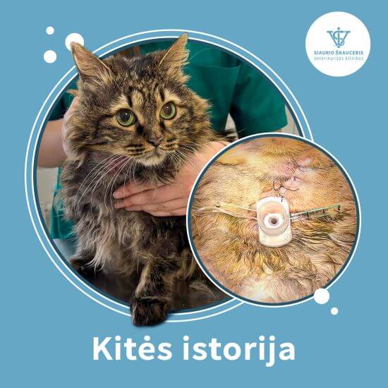 Kitės istorija