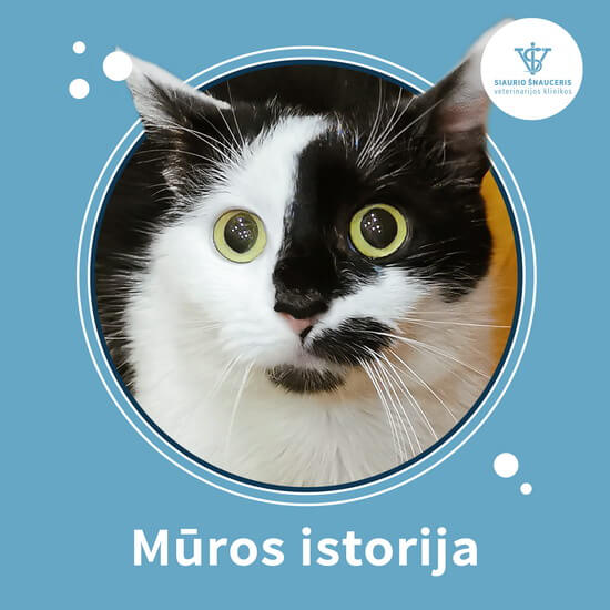 Mūros istorija