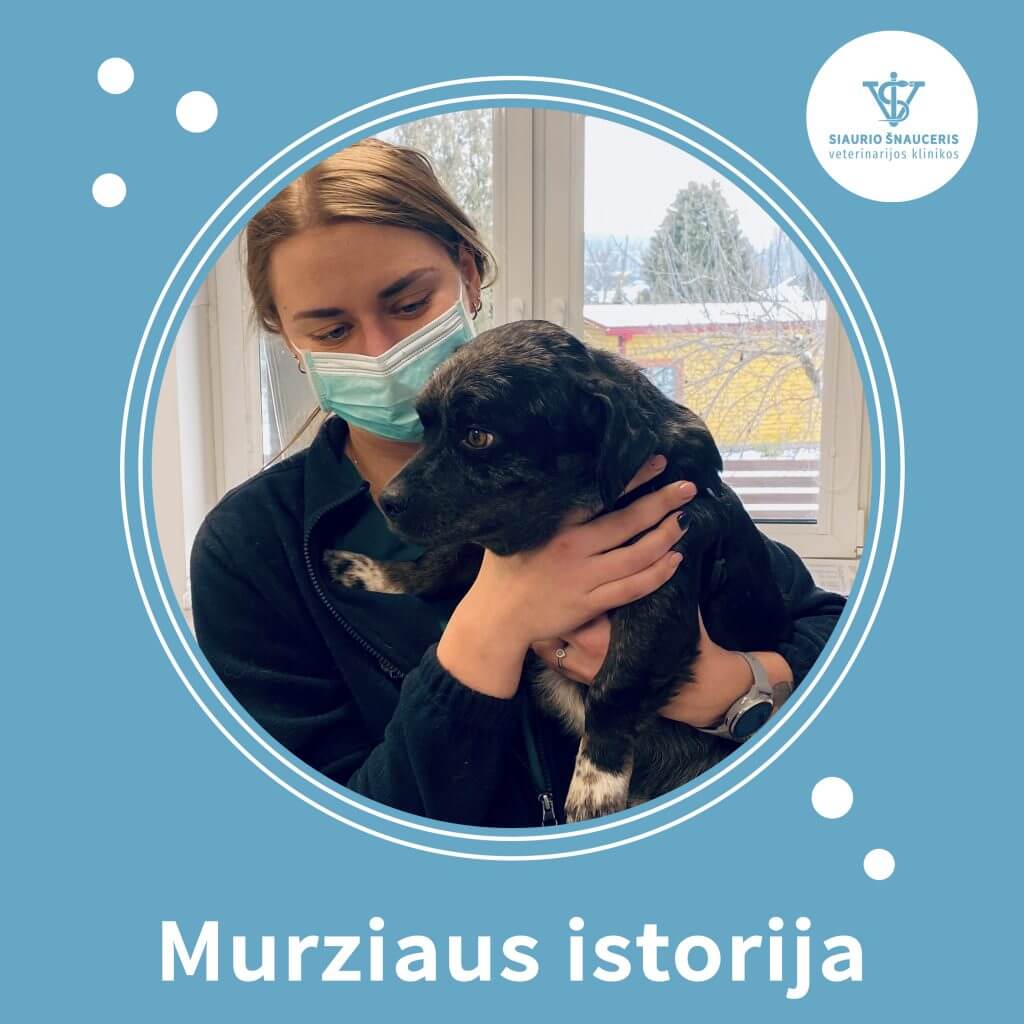 Murziaus istorija