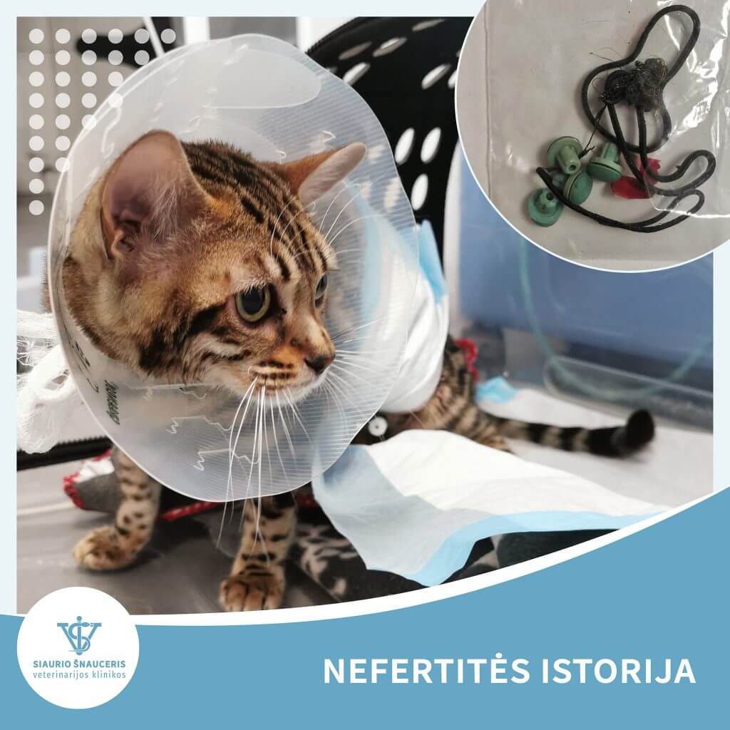 Nefertitės istorija – svetimkūnių šalinimas