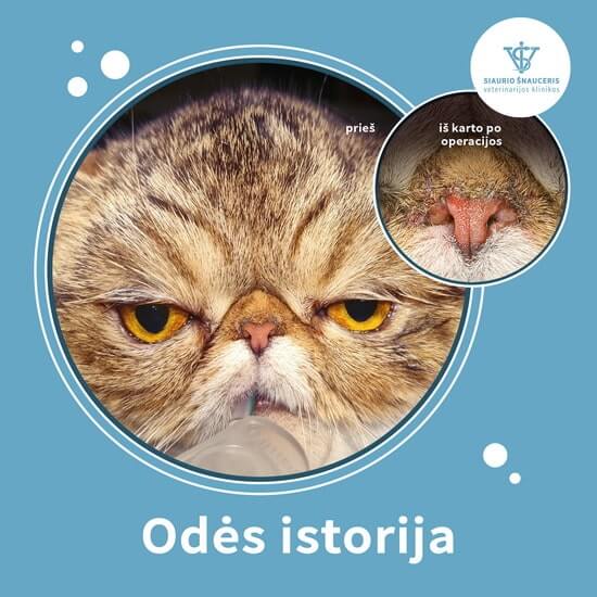 Odės istorija