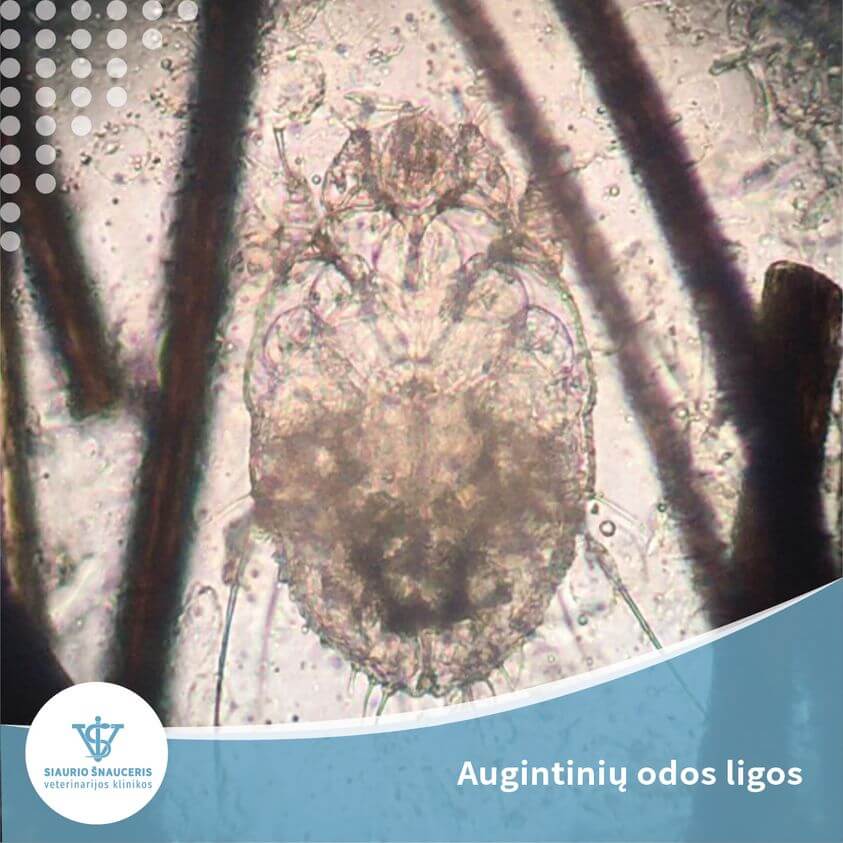 Augintinių odos ligos