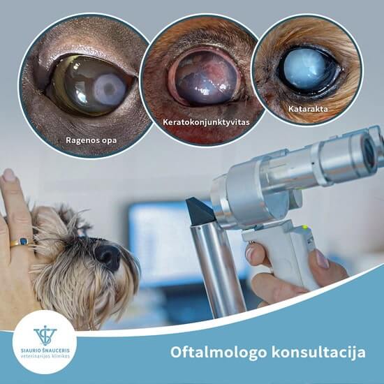 Oftalmologo konsultacija