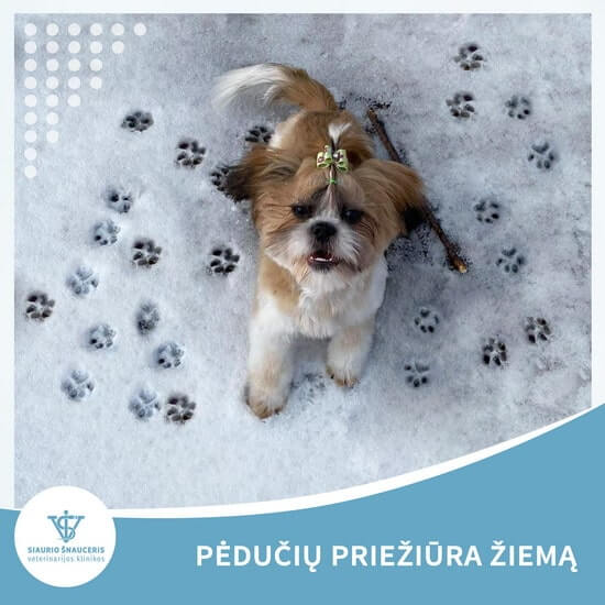 Pėdučių priežiūra žiemą