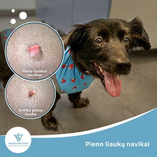 Pieno liaukų navikai