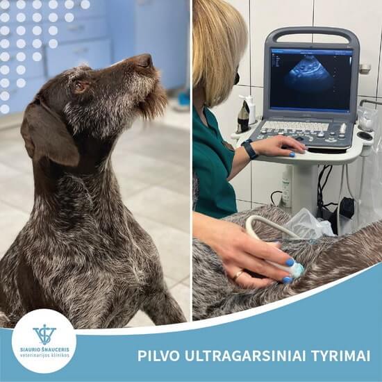 Pilvo ultragarsiniai tyrimai