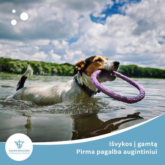 Išvykos į gamtą. Pirma pagalba susižeidus