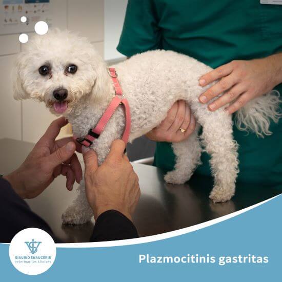 Plazmocitinis gastritas