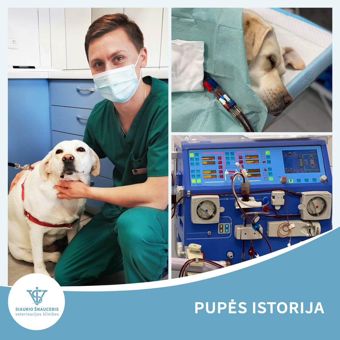Dializė – Pupės istorija