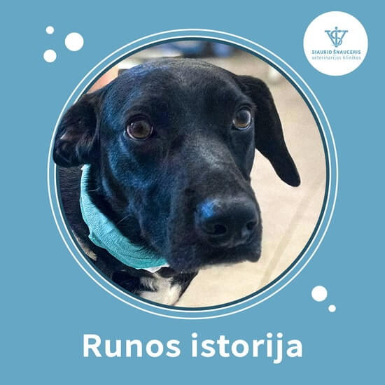 Runos istorija